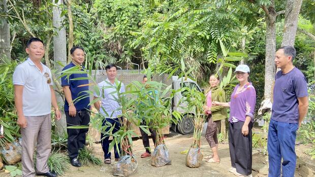 Hỗ trợ giống và phân bón trả chậm, thúc đẩy Phát triển cây tre tại Nậm Hàng